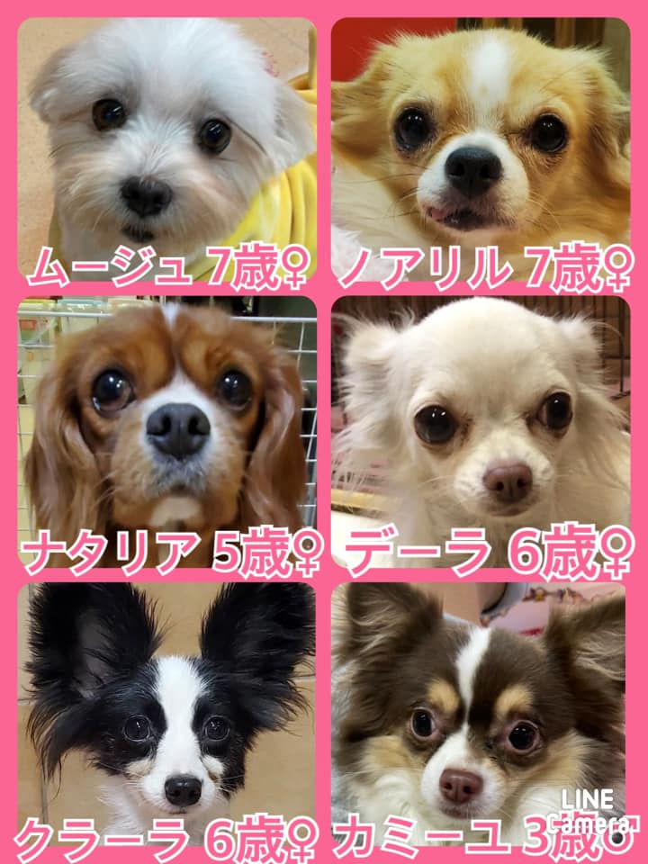 🐾今日の里親様募集中ワンコ🐶メンバーです🐾2021,10,30